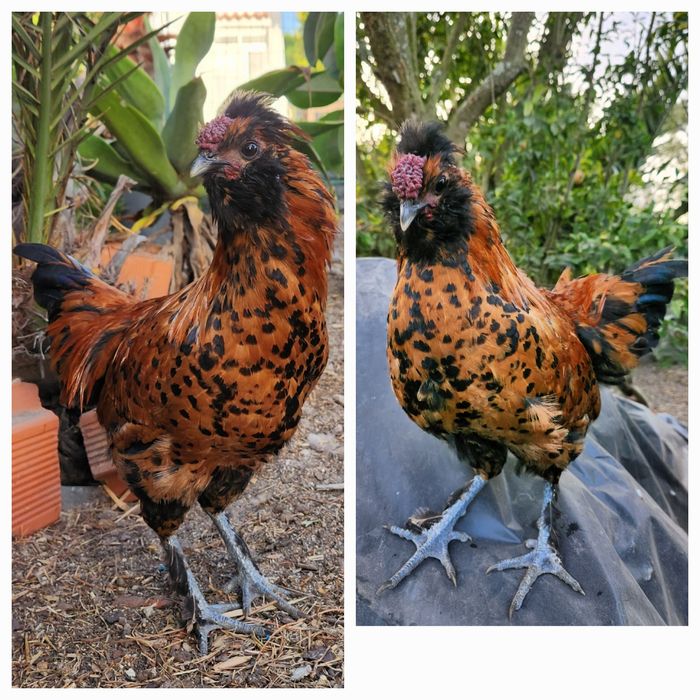 Galos de várias raças para venda