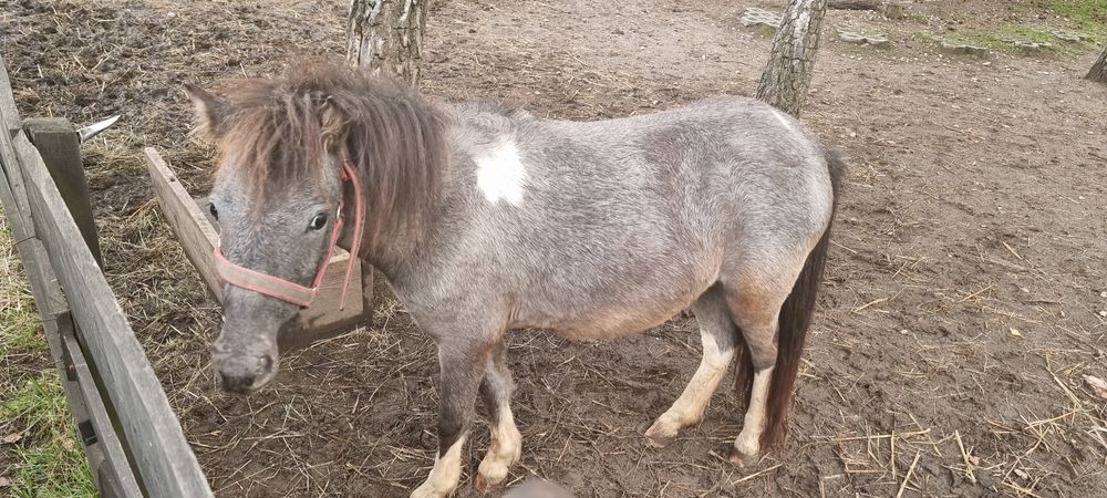 Klaczka 5 lat spokojna