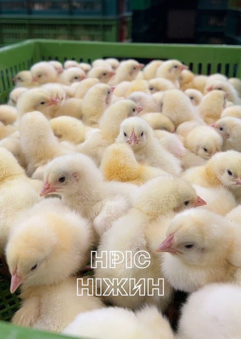 НРІС Ніжин пропонує добових бройлерів рос (Угорщина) на 23.10 та 30.10