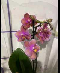 Ароматна орхідея парфумне фабрика з мутацією кольора