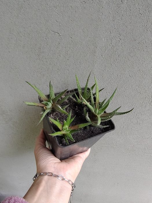 Неприхотливый Суккулент Хавортия