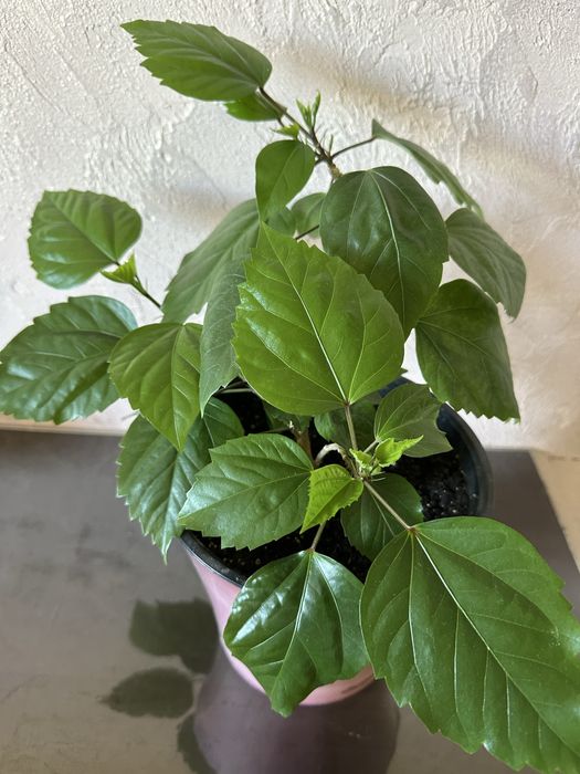 Гібіскус - китайська роза.