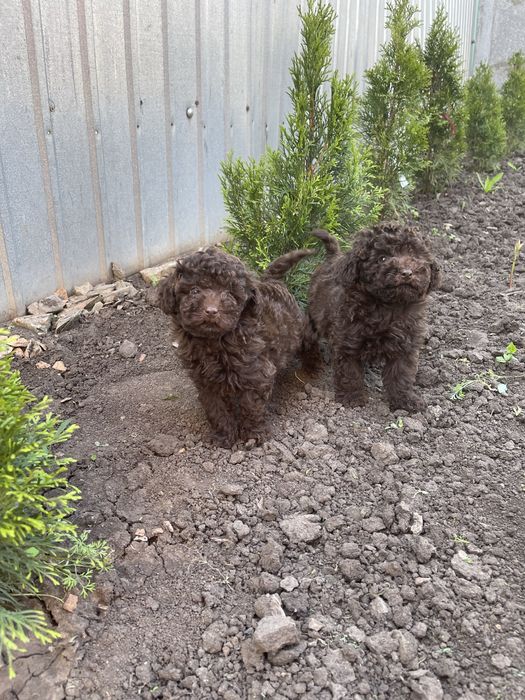 Хлопчики Той пудель шоколад