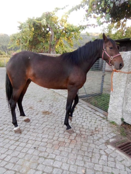 Egua 4 anos muito mansa