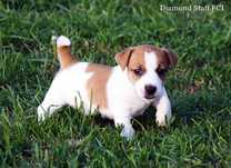 Jack Russell Terrier piękny piesek już do odbioru rodowód ZKwP/FCI