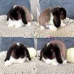 Piękne króliczki mini lop! Króliki miniaturki z hodowli [metryka]