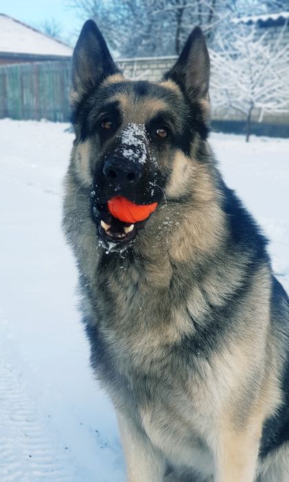 Восточноевропейская овчарка