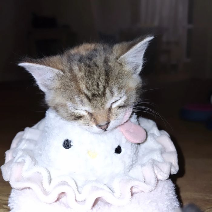 Кошеня дівчинка 1,5 місяця