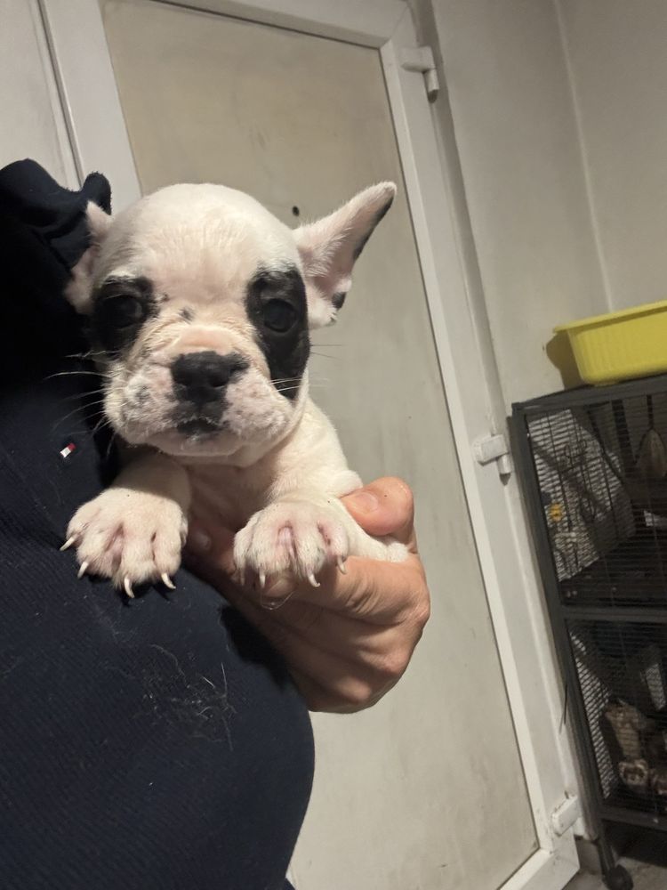 Bulldog frances pirata macho