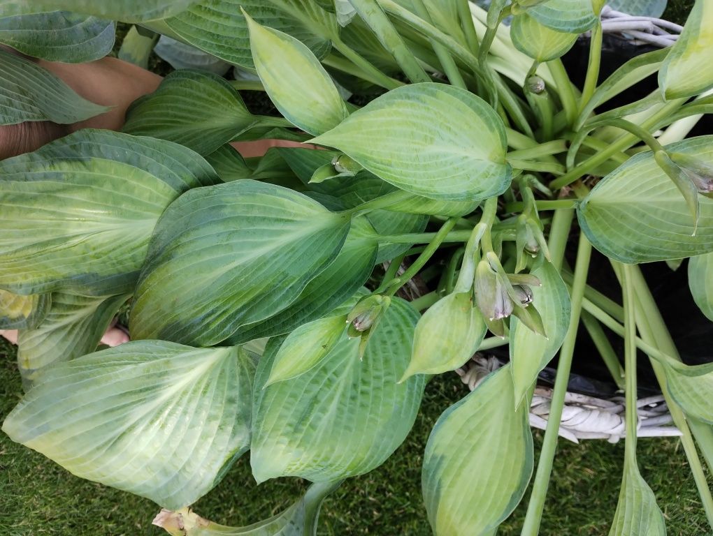 Hosta Funkia ogromna