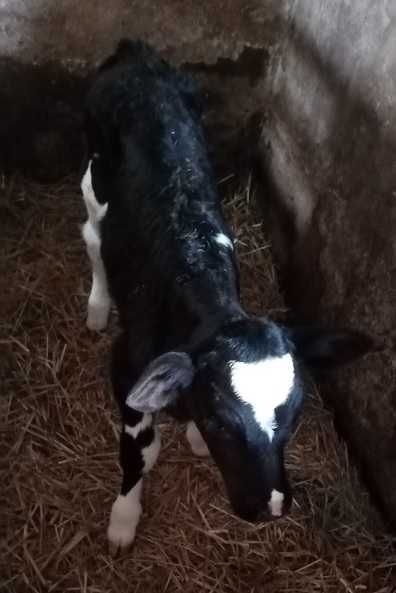 Byczek HO i jałoszka MM