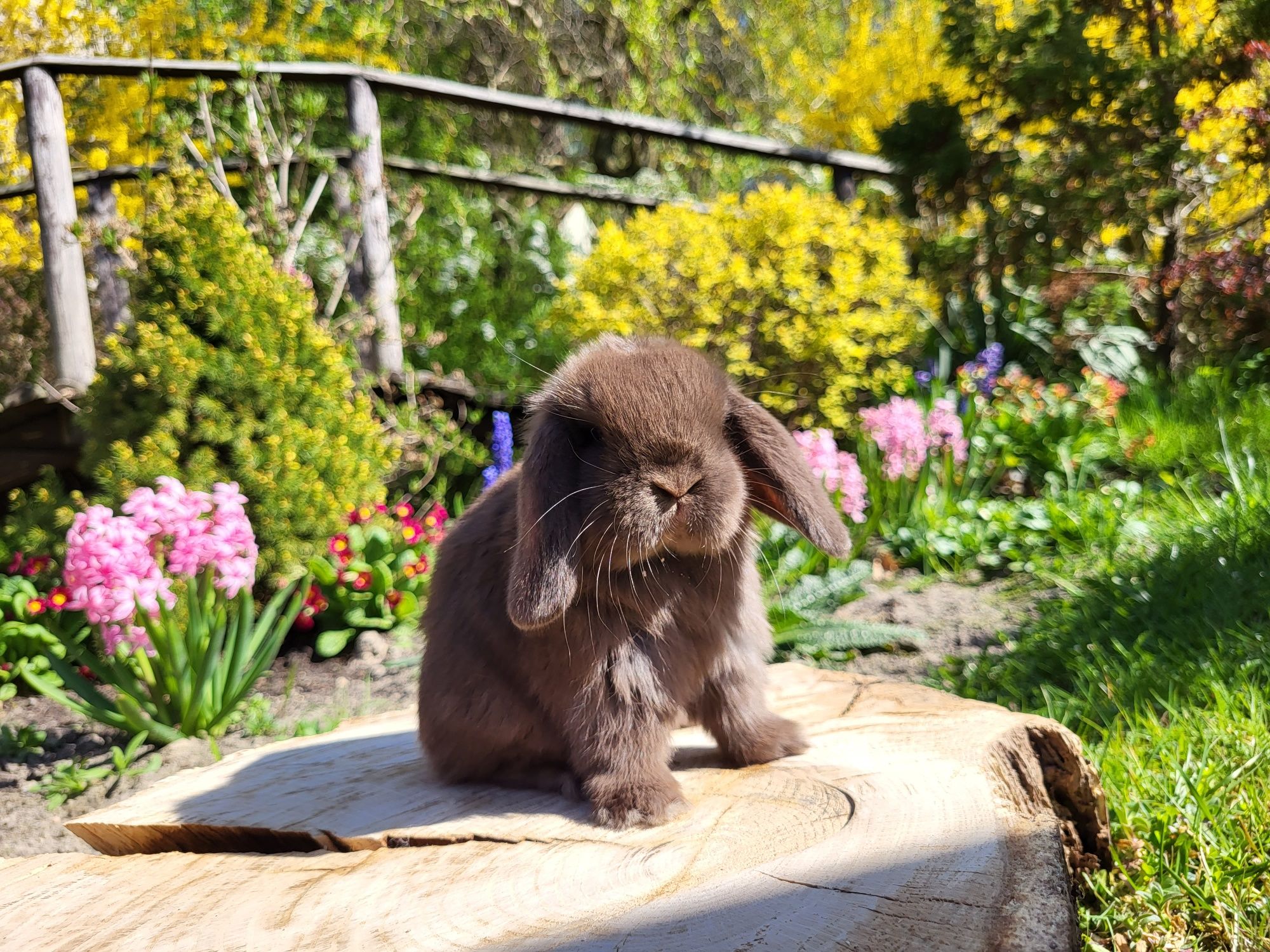 Urocze króliczki Mini Lop.