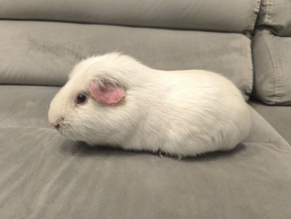 Świnka morska cavia domowa gładkowłosa self z rodowodem