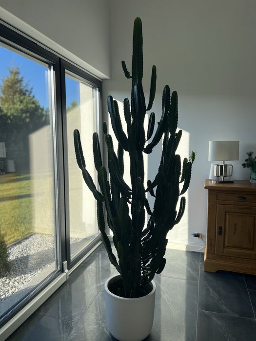 Kaktus rozłożysty 250 cm