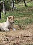 Bolder Collie com 6 meses para adoção