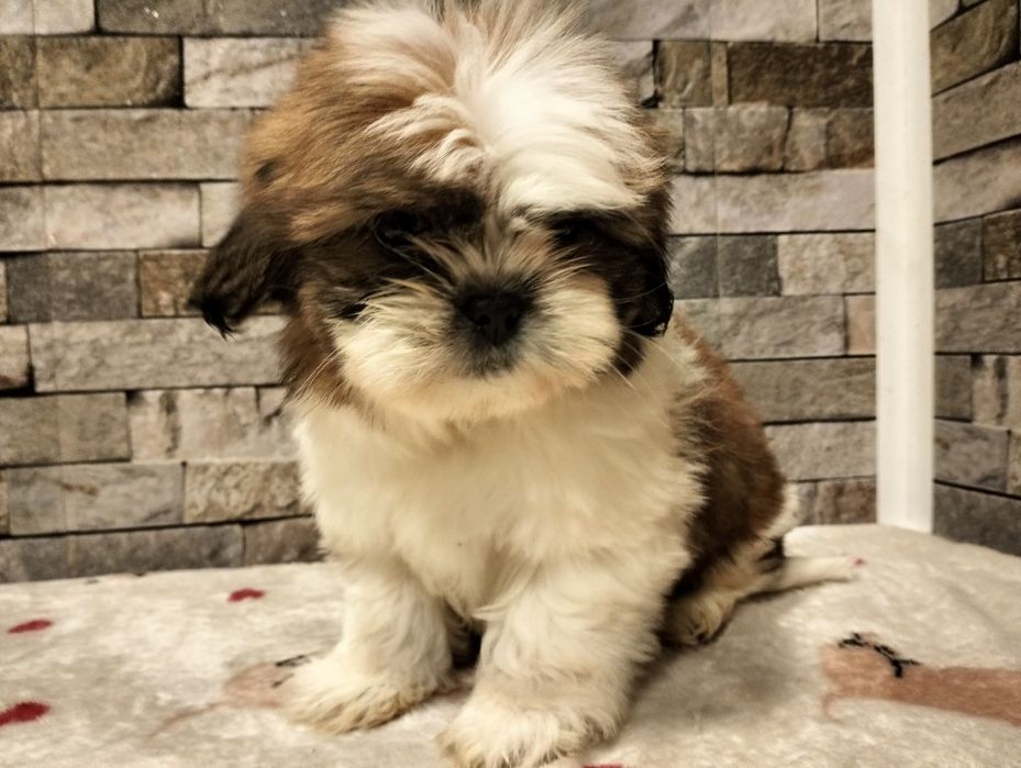 Cudowna suczka  Shih-tzu mini