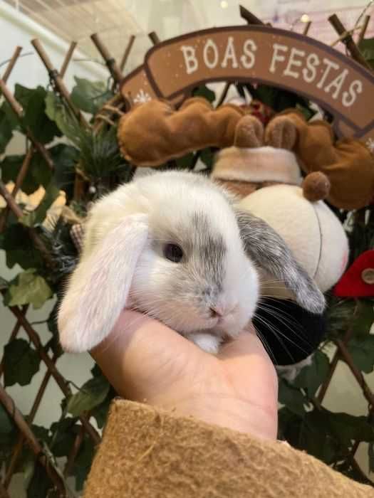 Coelhos Anões belier , orelhudos , mini loop ( LOJA ESPECIALIZADA )