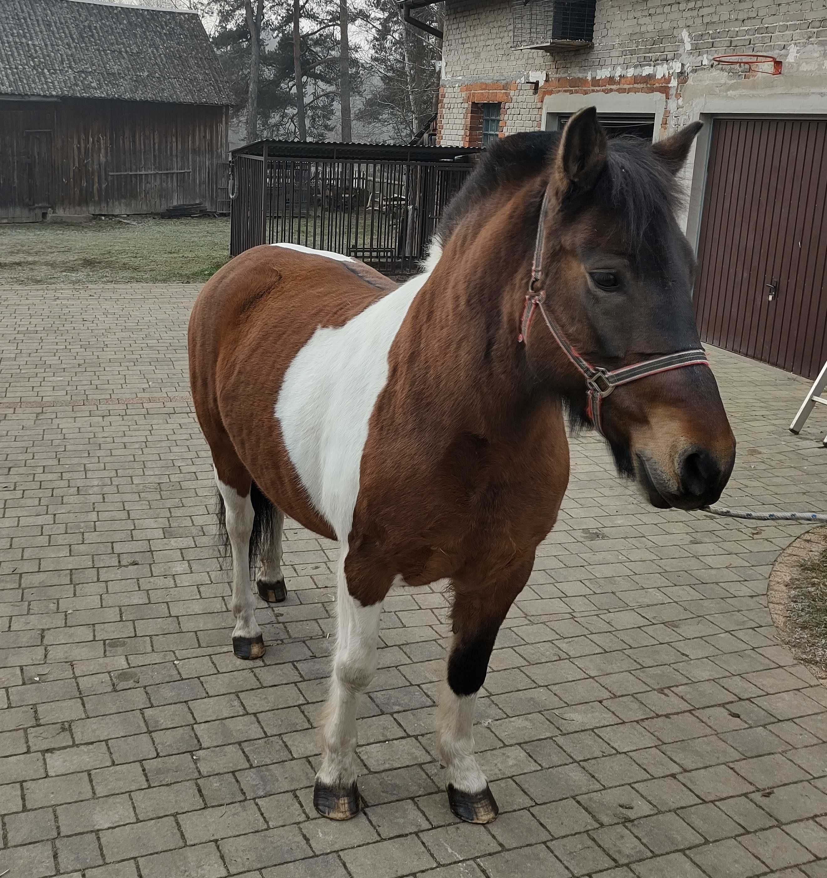 Klacz huculska, hucuł 6 lat