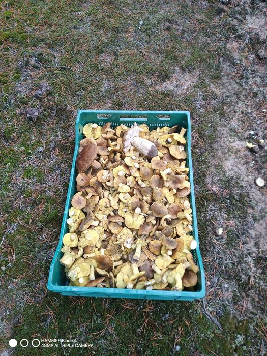 Sprzedam grzyby Gąska Zielonka