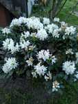 Kwiat rododendron