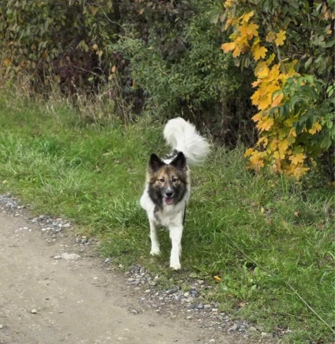 Suczka w typie border collie !