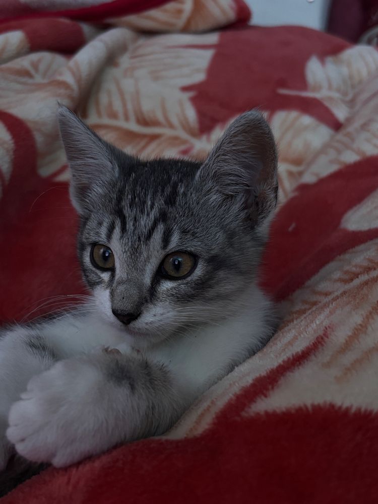 Котенята, дівчата 2 місяці