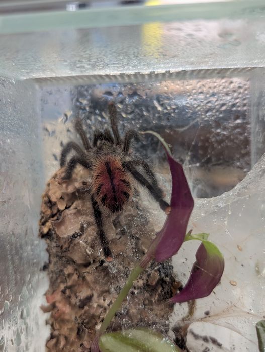 Avicularia juruensis Peru purple samiec