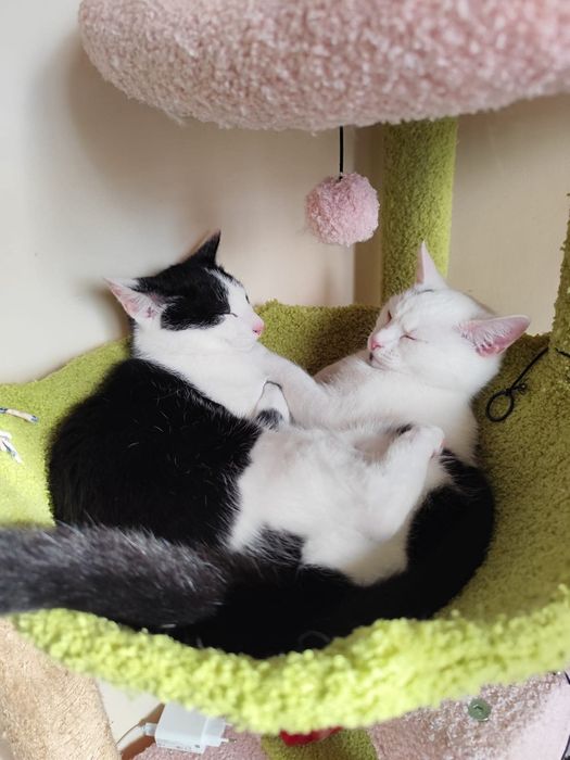 Cudowne rodzeństwo szuka wspólnego domu