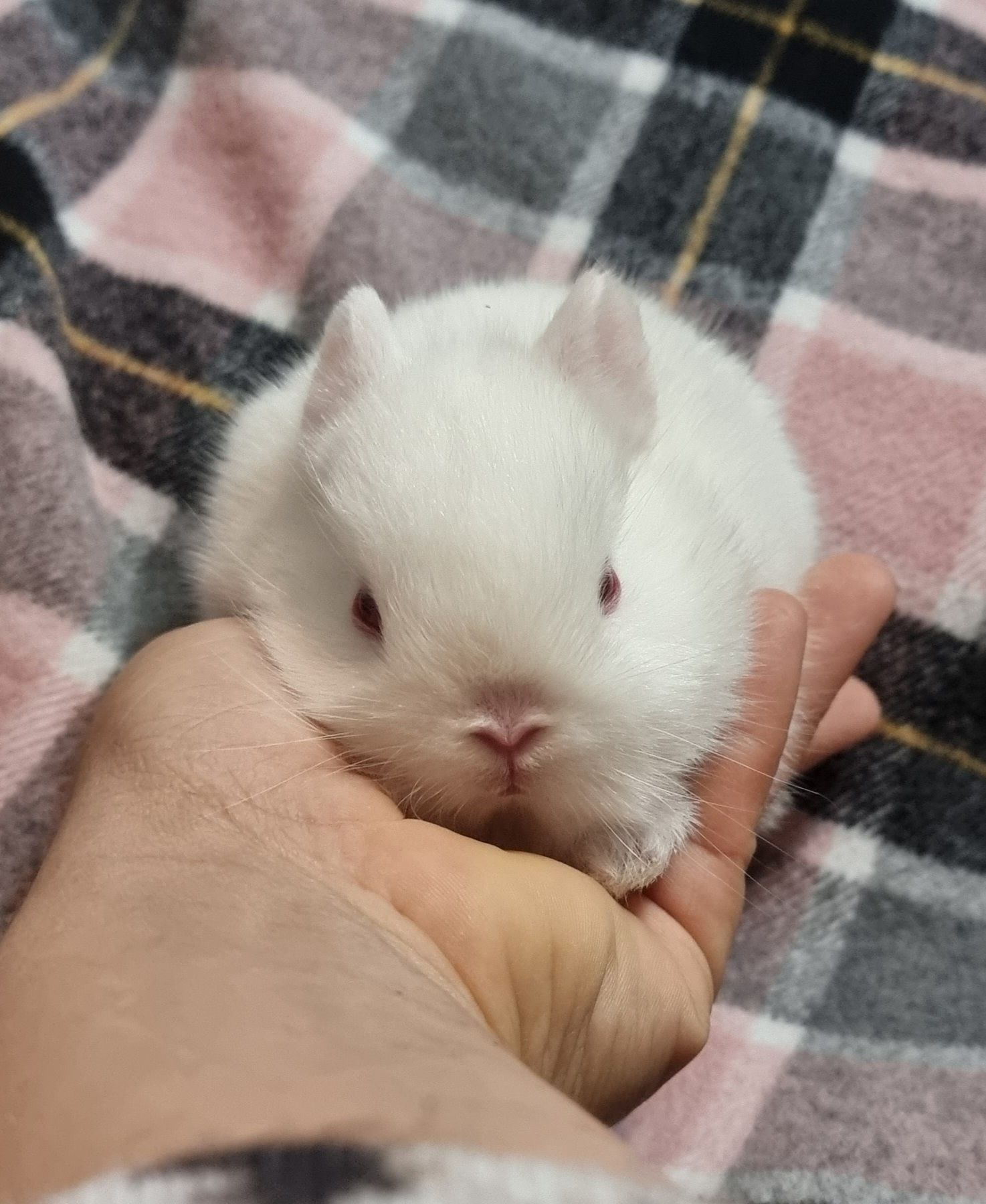 Coelhos anoes mini holandês, mini lop, mini lion vacinados