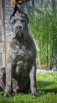 CANE CORSO - ZkwP /FCI  mocny  samiec szaro - pregowany .