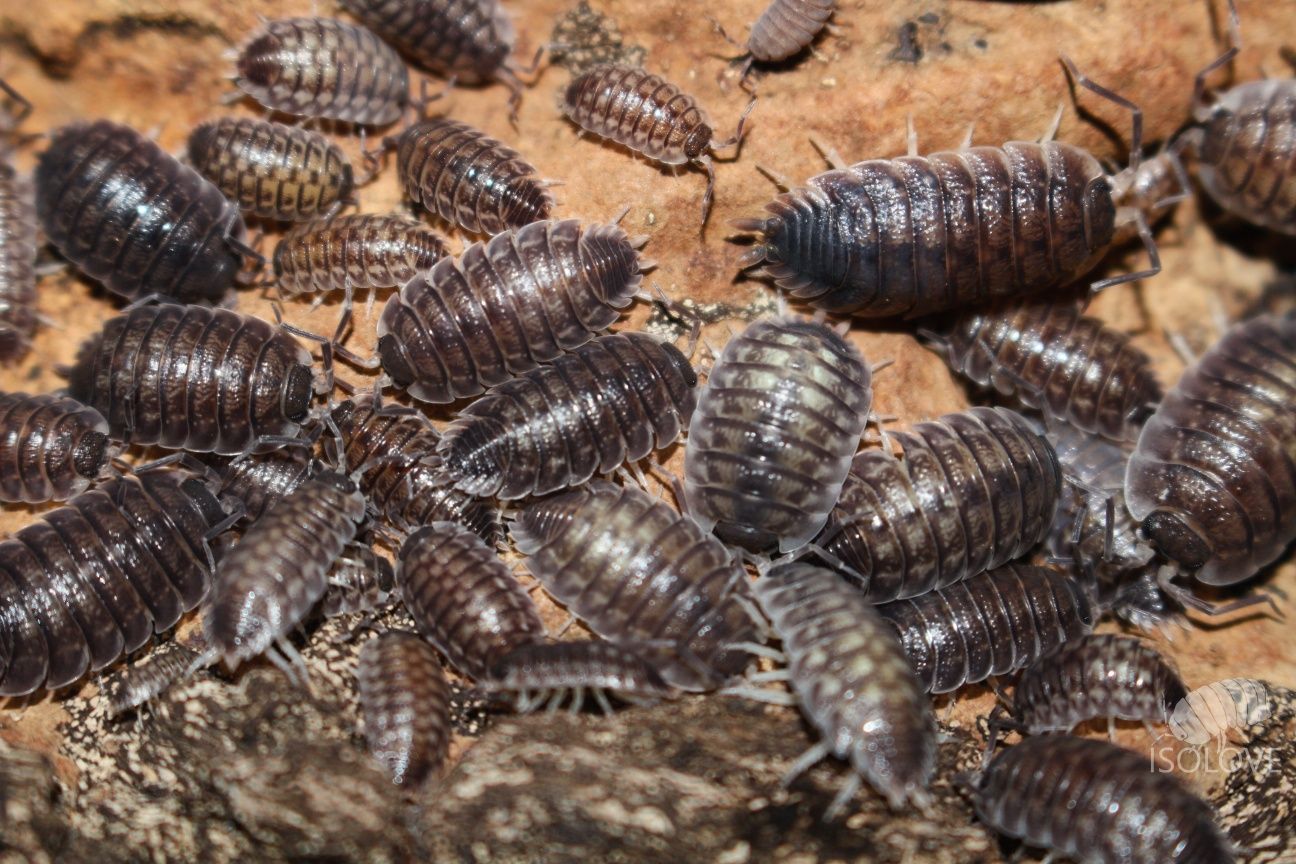 Porcellio obsoletus, duże równonogi lądowe (isopoda).