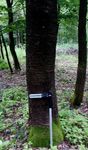 czereśnia, 4 kłody drewna z lasu, do tartaku, pierśnica 30-35 cm