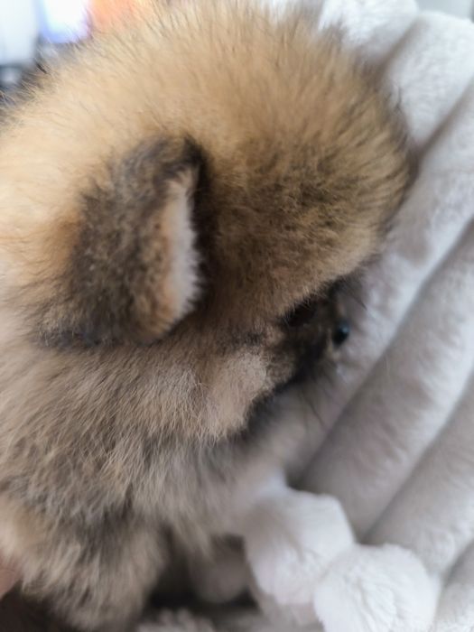 Spitz Anão Lulu da Pomerânia. Lop e Afixo Super mini. Russo