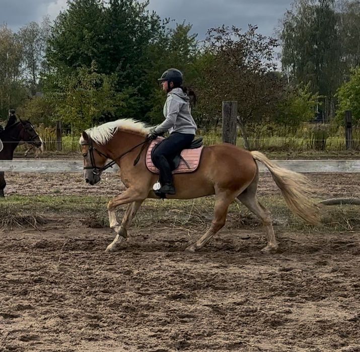 Haflinger hodowla/sport