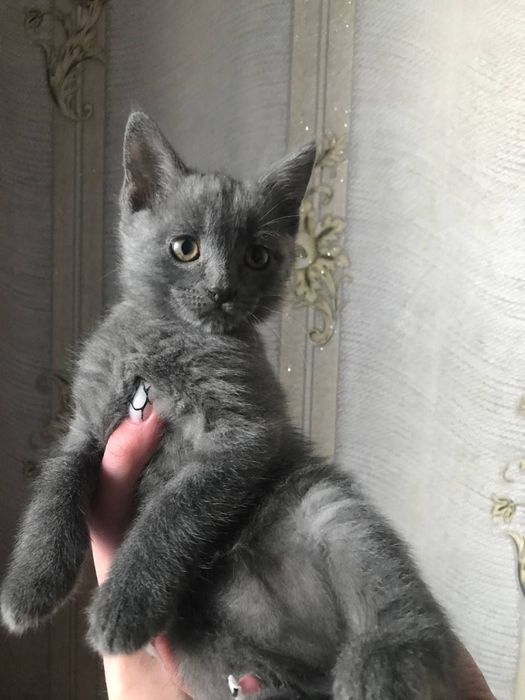 Продам кота, не дорого!!