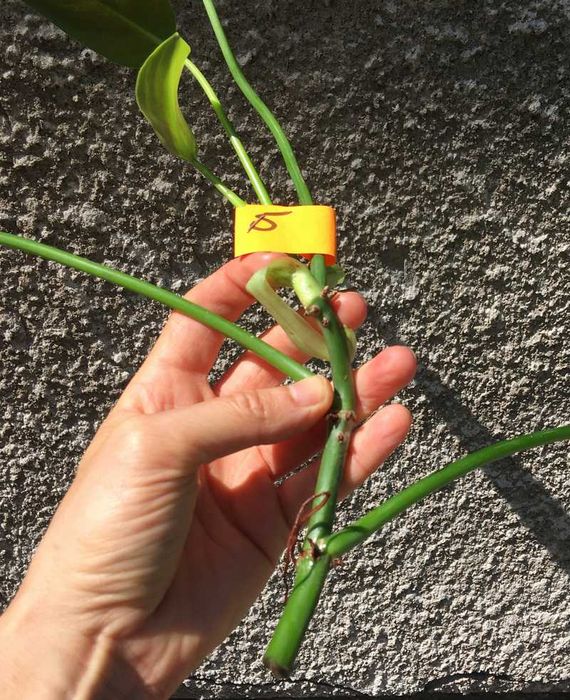 Philodendron filodendron Emerald Queen sadzonka cięta nr 5