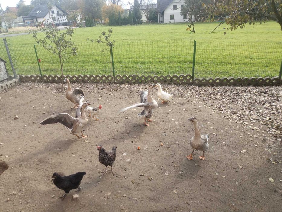 Pilnie !!! Sprzedam Gęsi garbonose