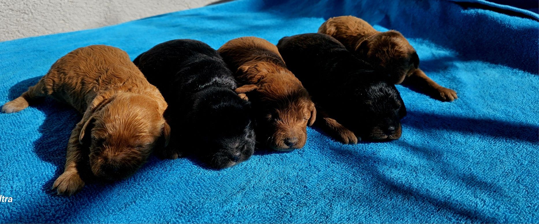 Cavapoo  f1 mini piesek piękne kolory
