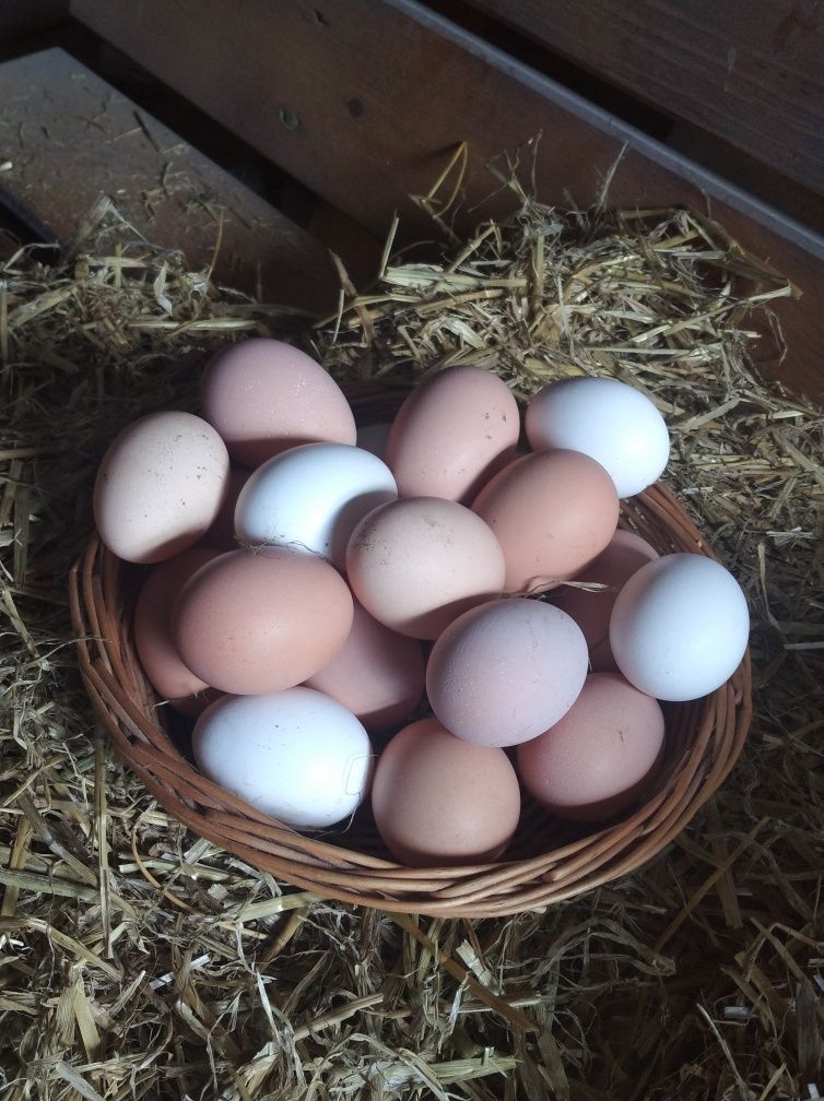 Інкубаційні яйця Джейсірський гігант, Віандот, Австролорп
