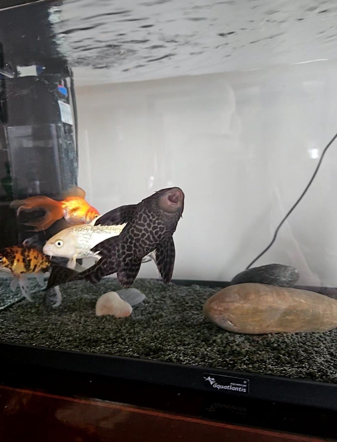 Peixe Plecostomus