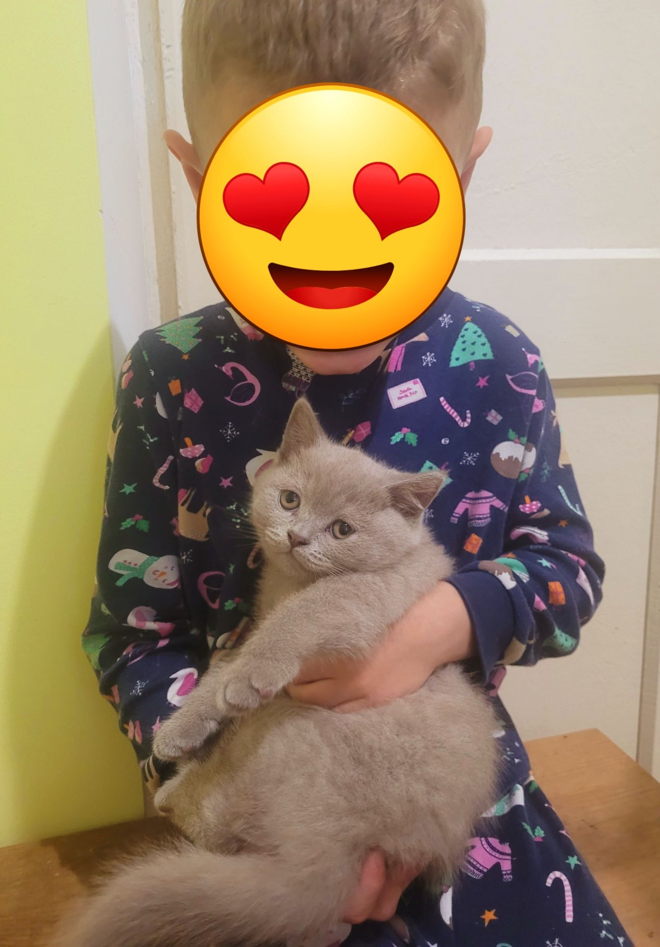 Кошеня, британка короткошерста лілова