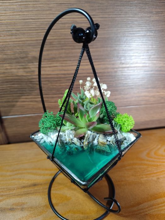 Квіти, вазон, рослини, сукуленти, флораріум.