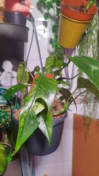 Epripemnum pinnatum albo variegata