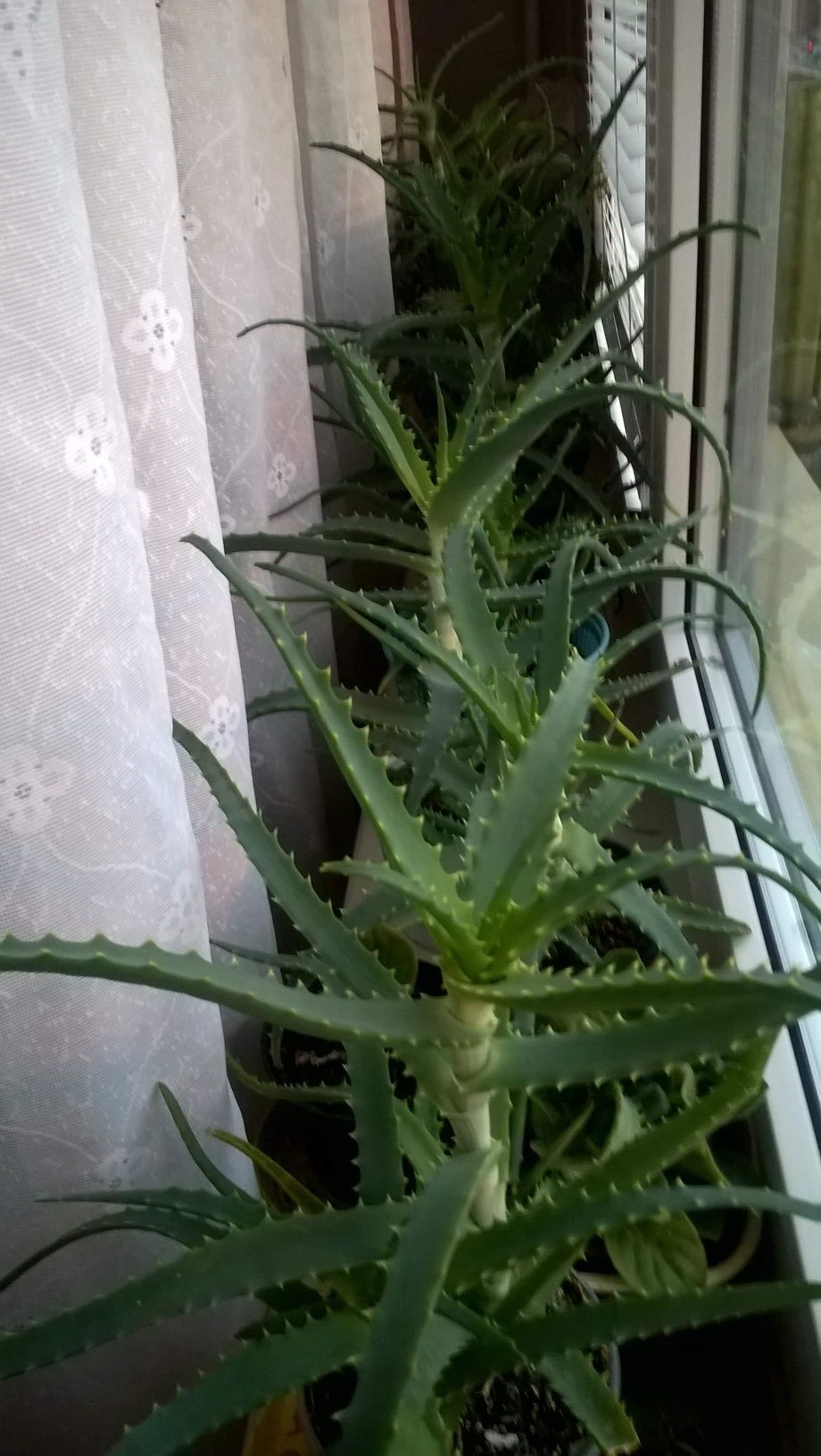 Aloes i żyworódka roślina doniczkowa