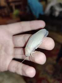 Аргентинский таракан, Blaptica Dubia