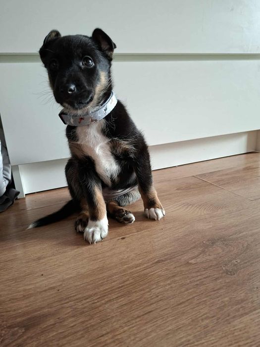 Oddam szczeniaka w dobre ręce