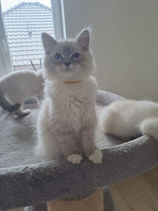 Uroczy kocurek Neva Masquerade