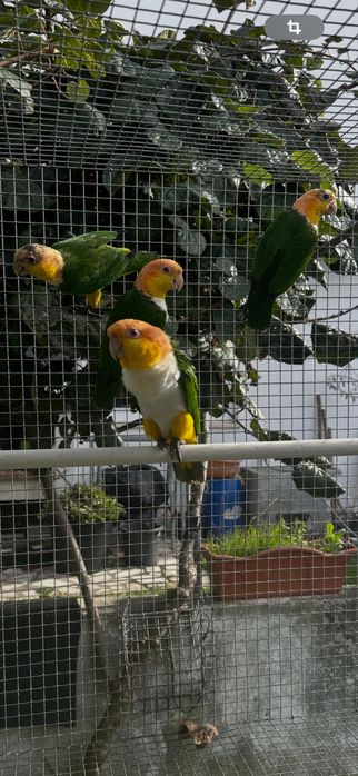 Marinha de Cabeça Canela