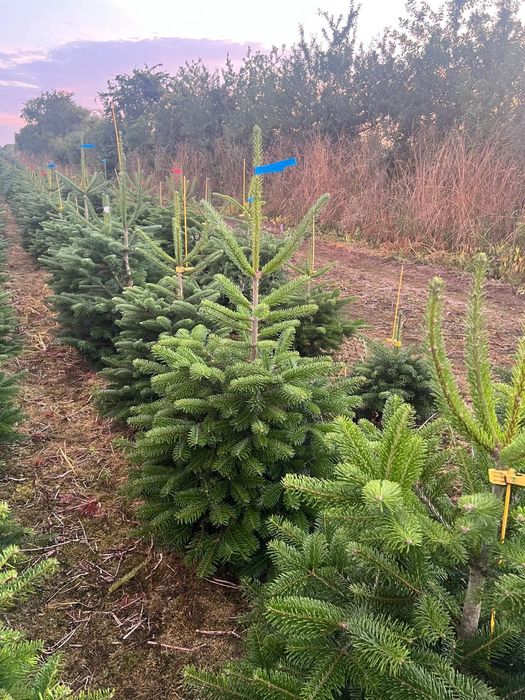Jodła Kaukaska ukorzeniona w donicy 100-130 cm DUŻE ILOŚCI