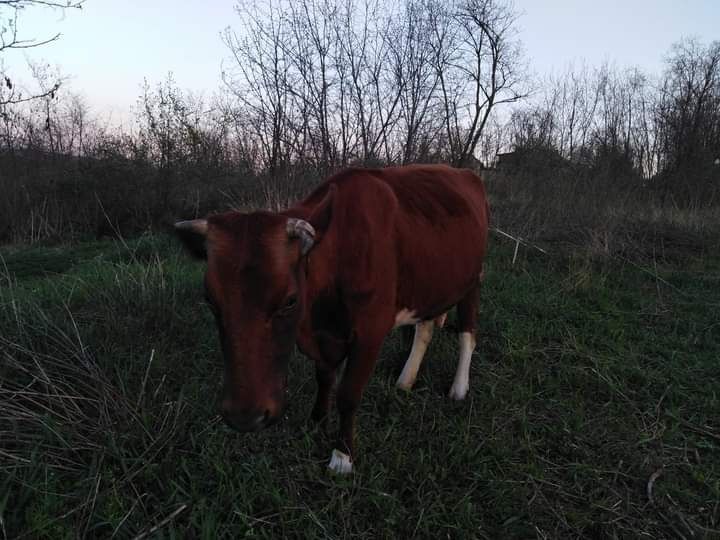 Продам молоду корівка